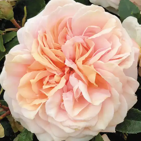 50-60 cm - Trandafiri - Garden of Roses® - 